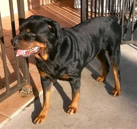 rottweiler puppies las vegas nv|rottweiler dog rescue.